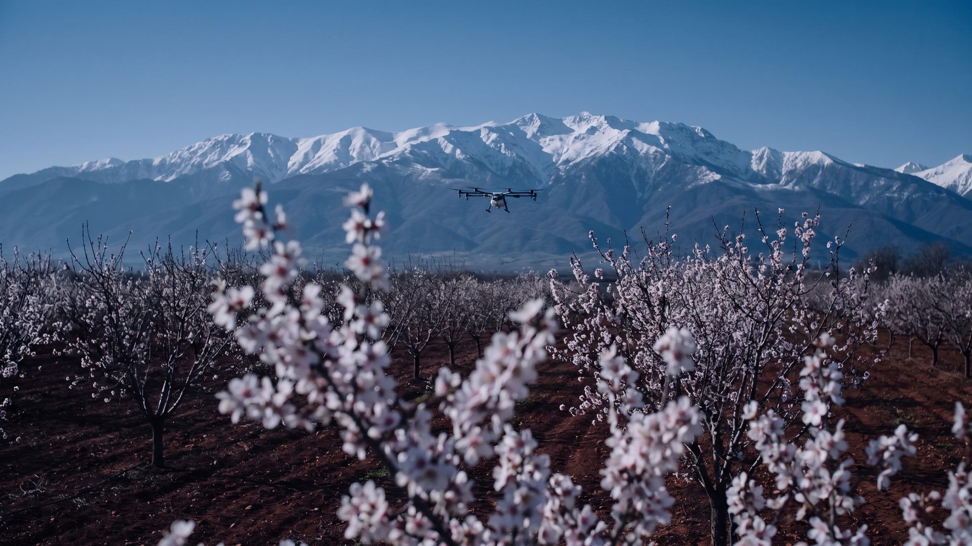 Illustrative image: almond blossom in an orchard in eastern Georgia, mountains behind